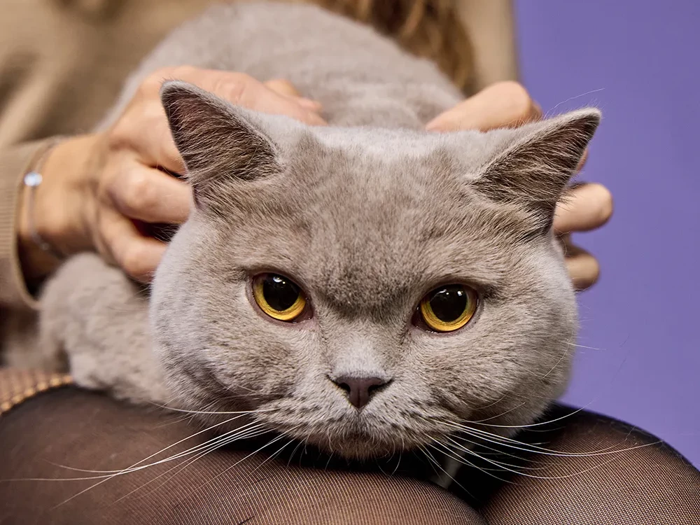 Fuzzball Shopify conversion rate optimisation