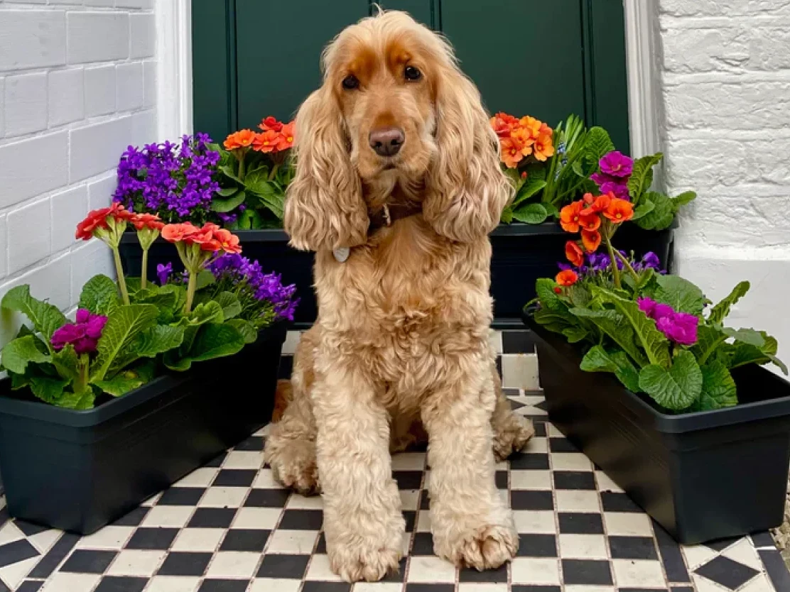 Window Fleur Shopify Website Design flower blooms